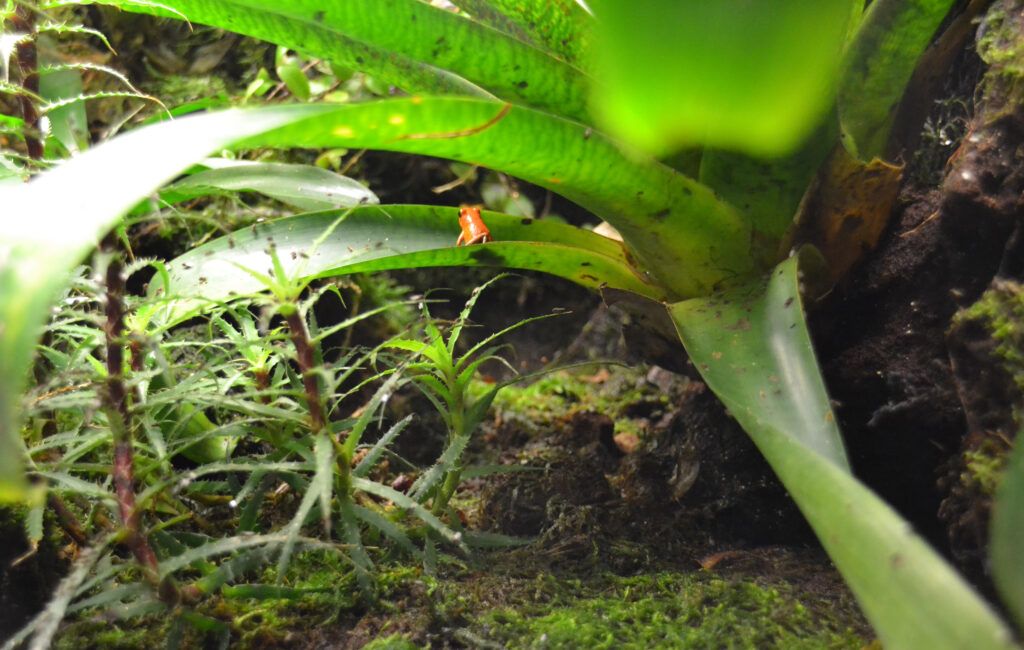 Adoptieren Sie den Erdbeerfrosch 