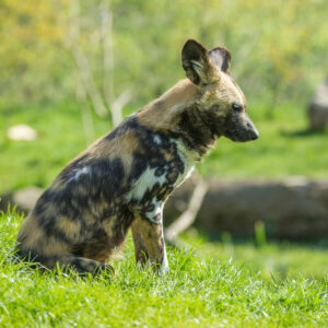 Afrikaanse wilde hond Bob Luijks