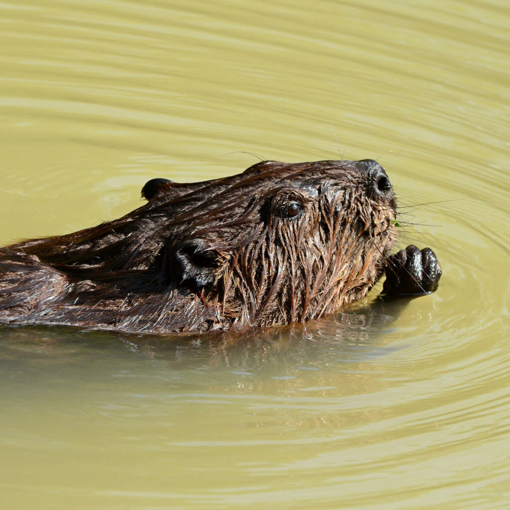 Schwimmunterricht! 