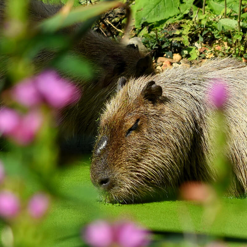 Capibara drinkt tussen begroeiing in GaiaZOO