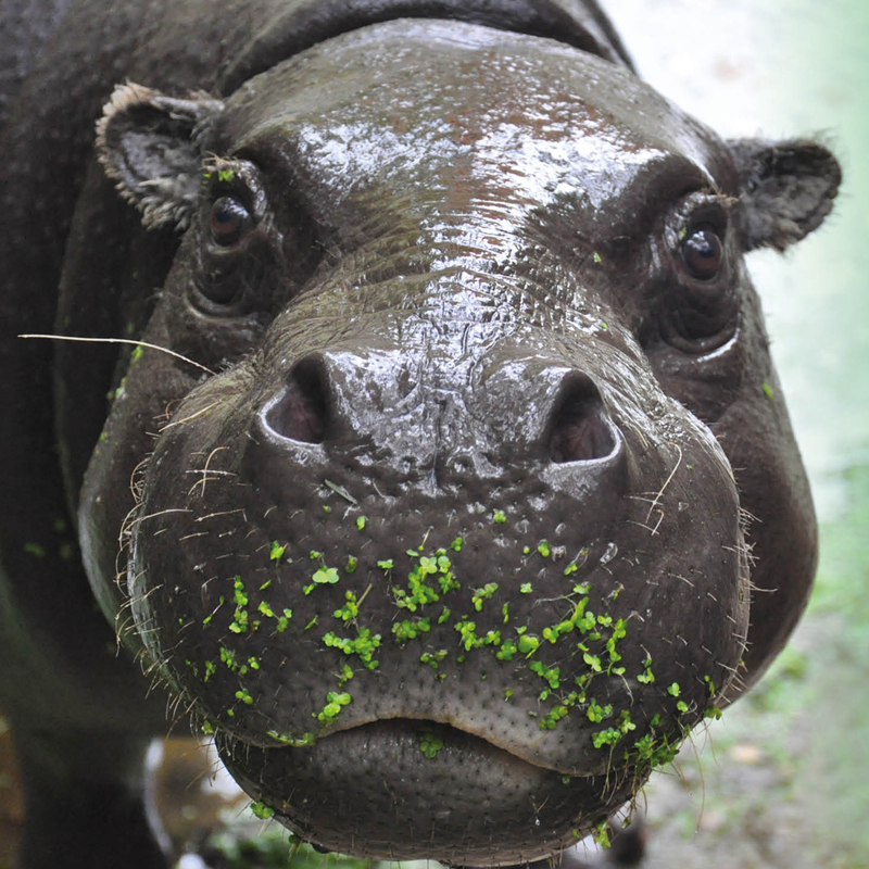 Adopteer het dwergnijlpaard 