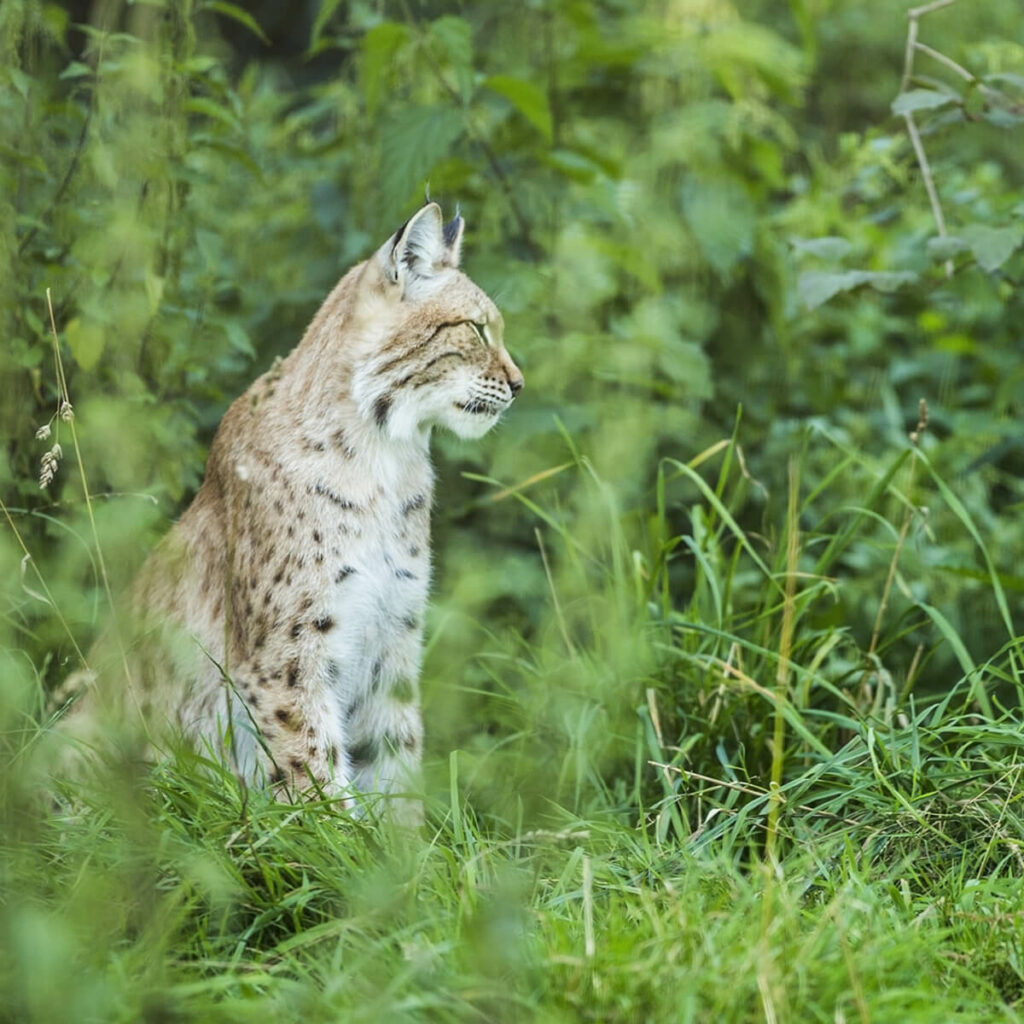 Europese lynx in het groen in GaiaZOO