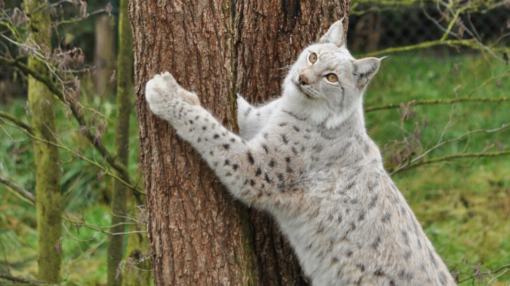 Europese lynx krabbend aan boom in GaiaZOO