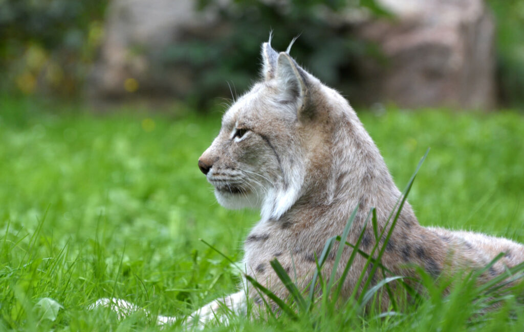 Europese lynx liggend in gras