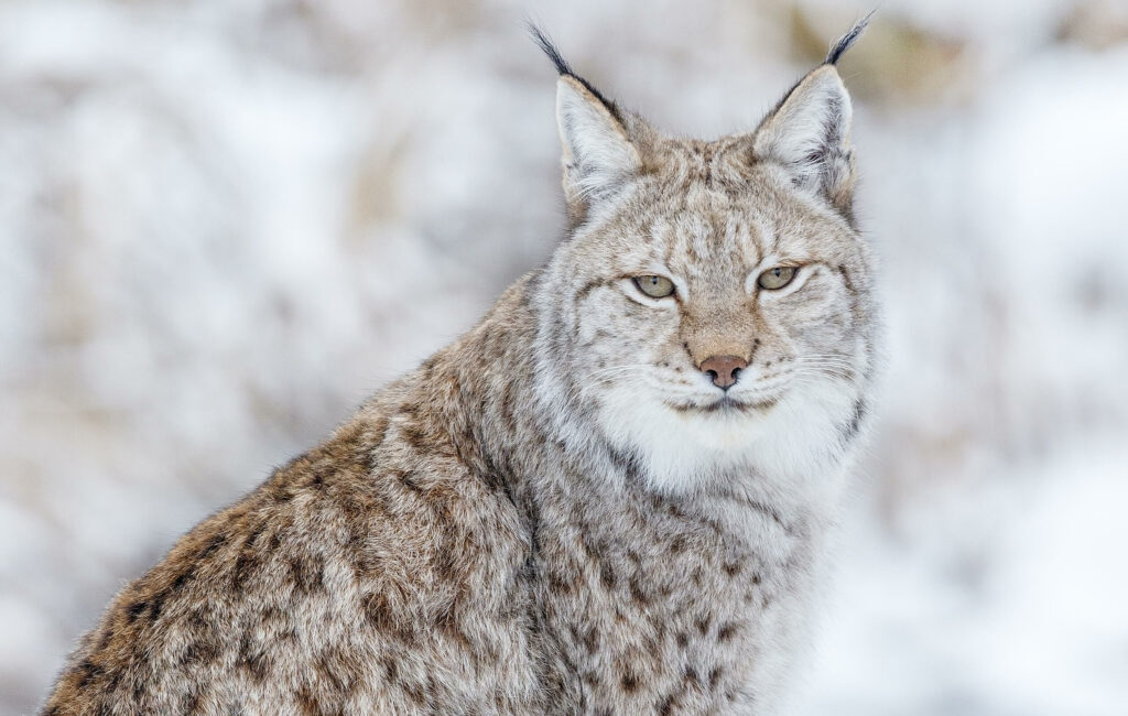 Europese lynx in de sneeuw kijken in camera in GaiaZOO