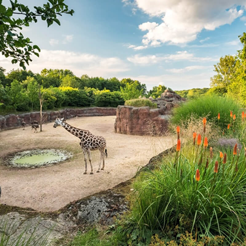 GaiaZOOmeravond giraffe op de savanne in GaiaZOO