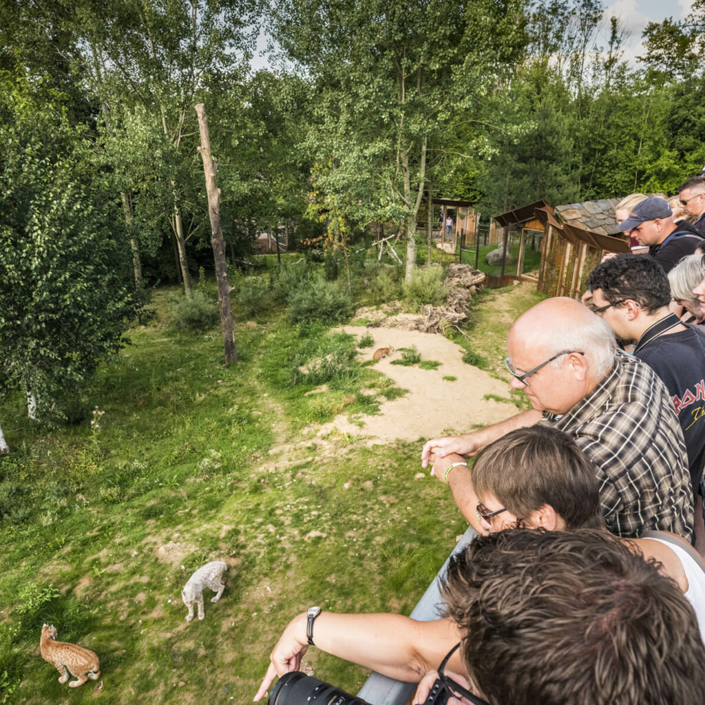 GaiaZOOmeravond lynxenvoedering in GaiaZOO