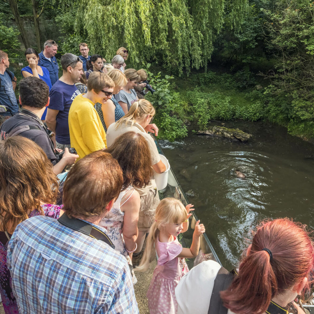 GaiaZOOmeravond ottervoedering in GaiaZOO