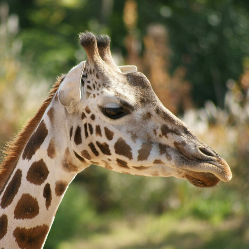 Adoptieren Sie die Nubische-Giraffe 