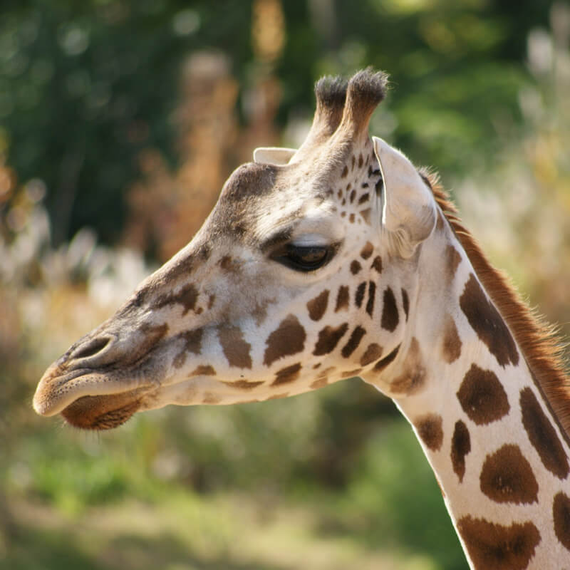 Onze dieren 