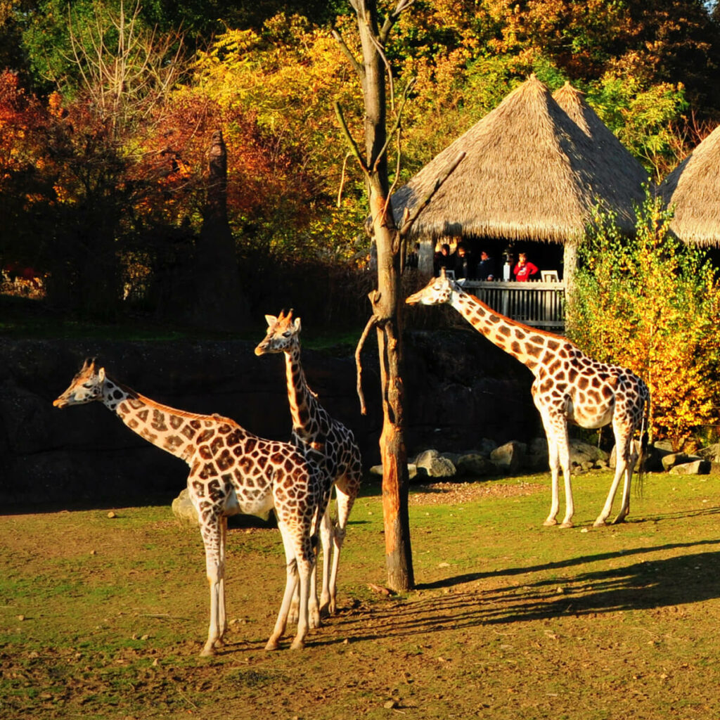 Giraffe groepje in GaiaZOO