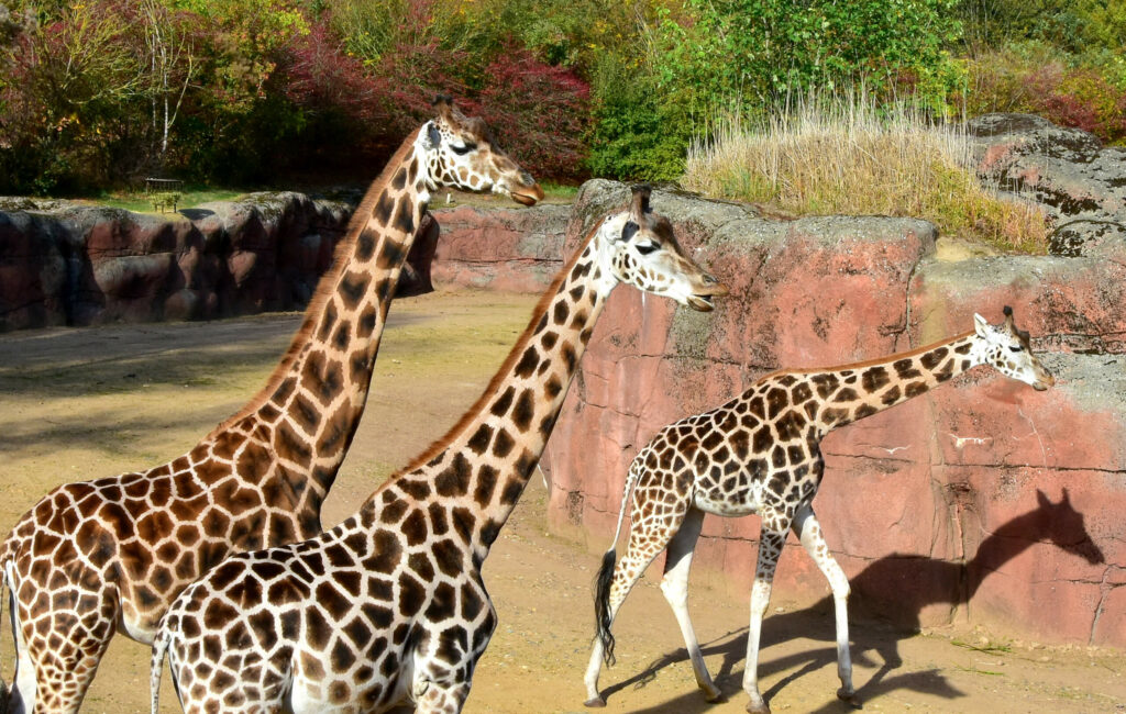 Sind Giraffen vom Aussterben bedroht?