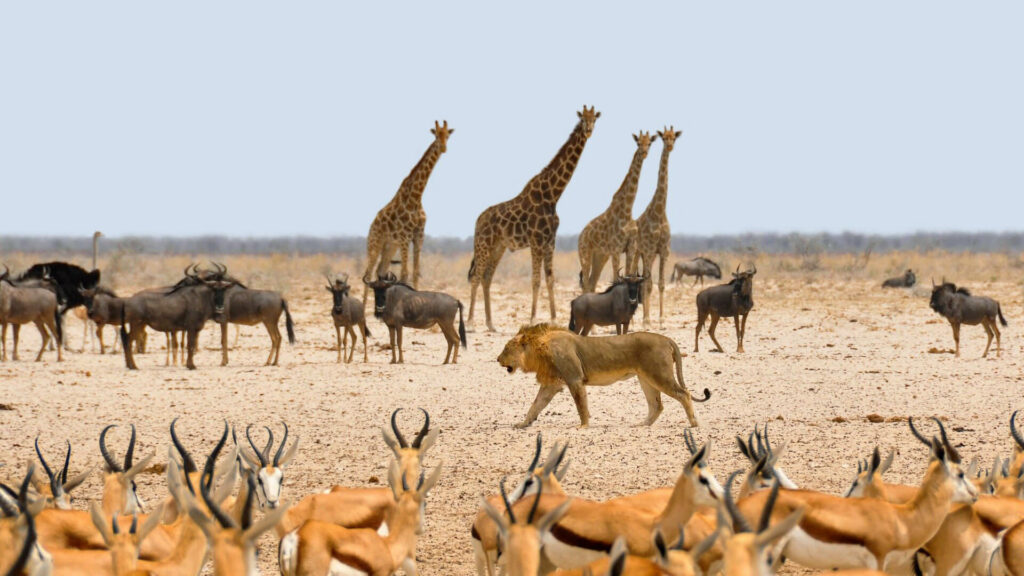 Giraffes met leeuw op voorgrond