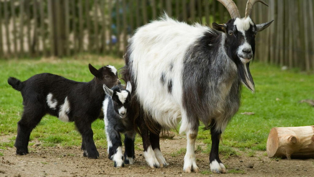 Hollandse landgeit met jongen in GaiaZOO