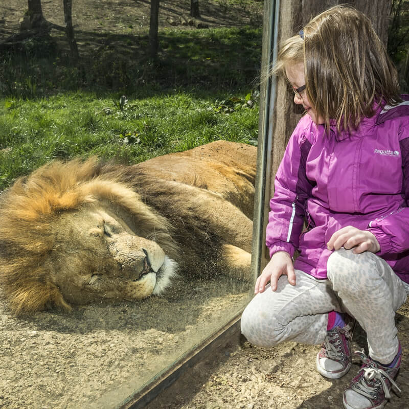 Adoptieren Sie den afrikanischen Löwen 
