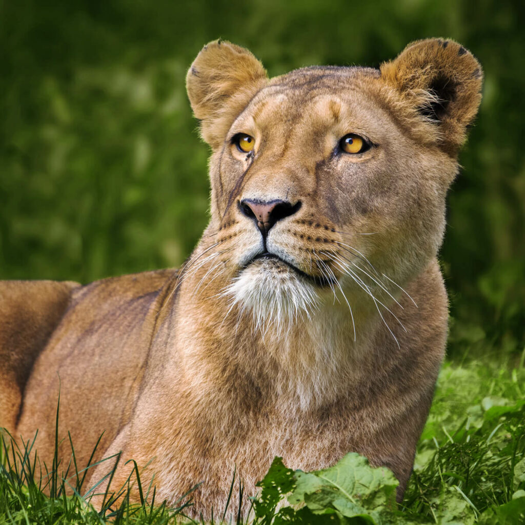 Leeuwin liggend in het gras in GaiaZOO