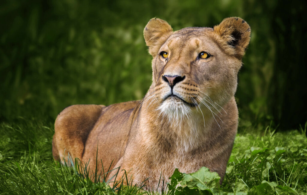 Leeuwin liggend in het gras in GaiaZOO