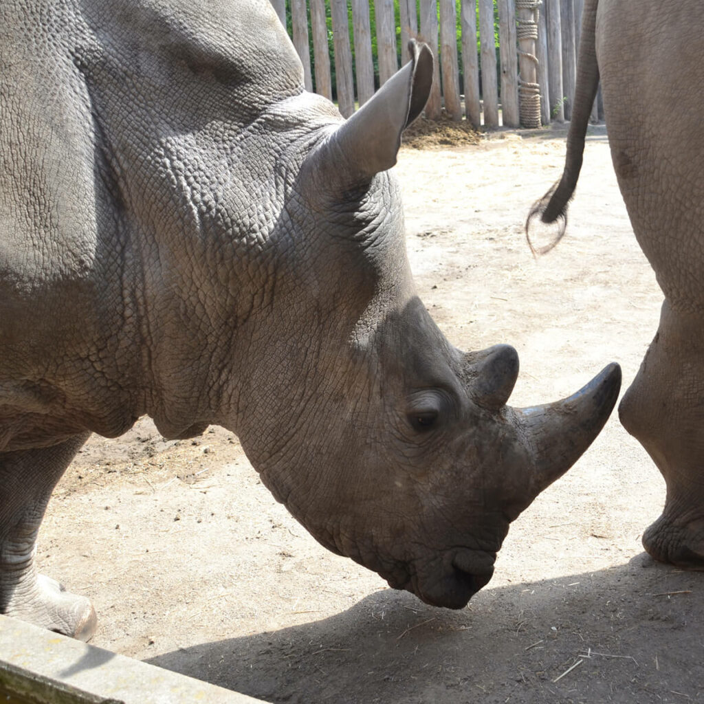 Adoptieren Sie das Breitmaulnashorn 