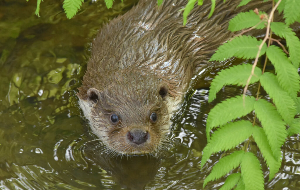 Europese otter in het water in GaiaZOO