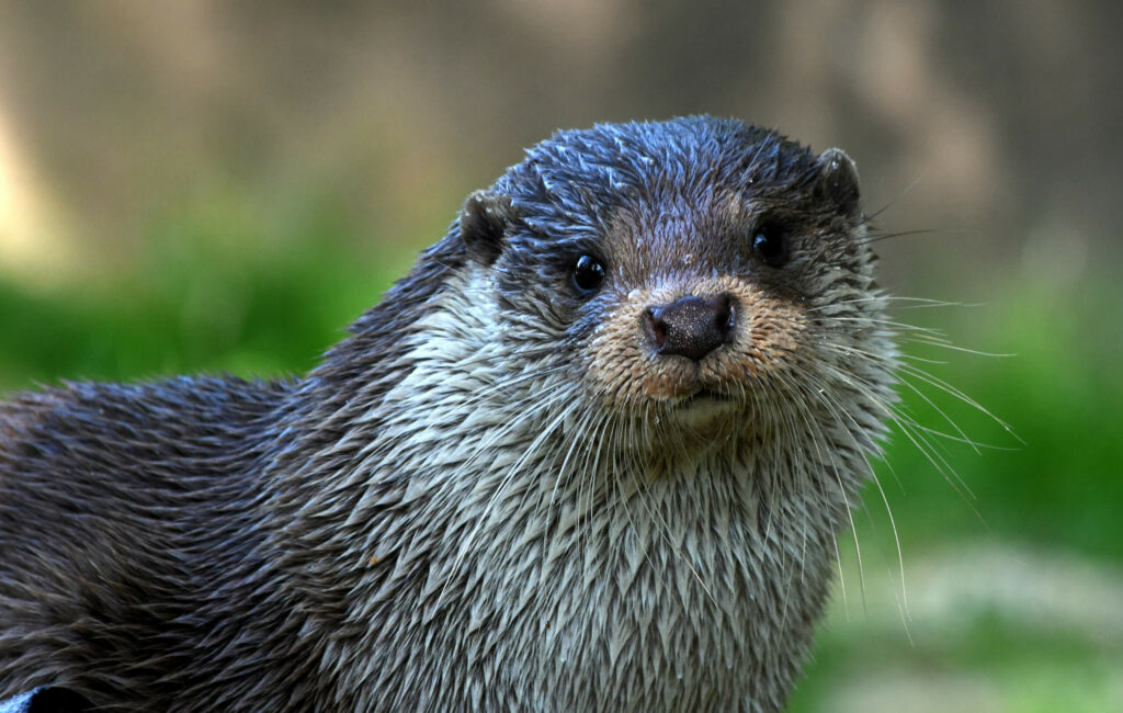 Europese otter kijkt in camera close-up in GaiaZOO
