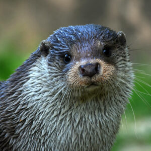 Europese otter kijkt in camera close-up in GaiaZOO