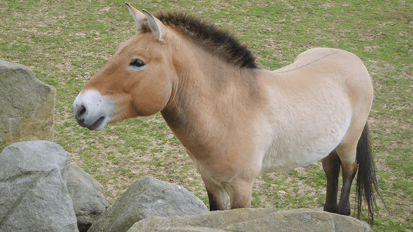 Adoptieren Sie das Przewalski-Pferd 