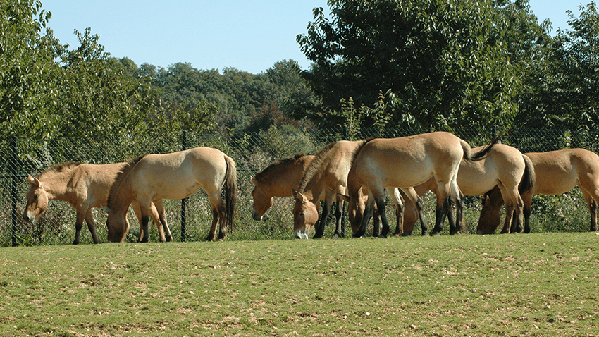 Przewalskipaarden in een groep in GaiaZOO