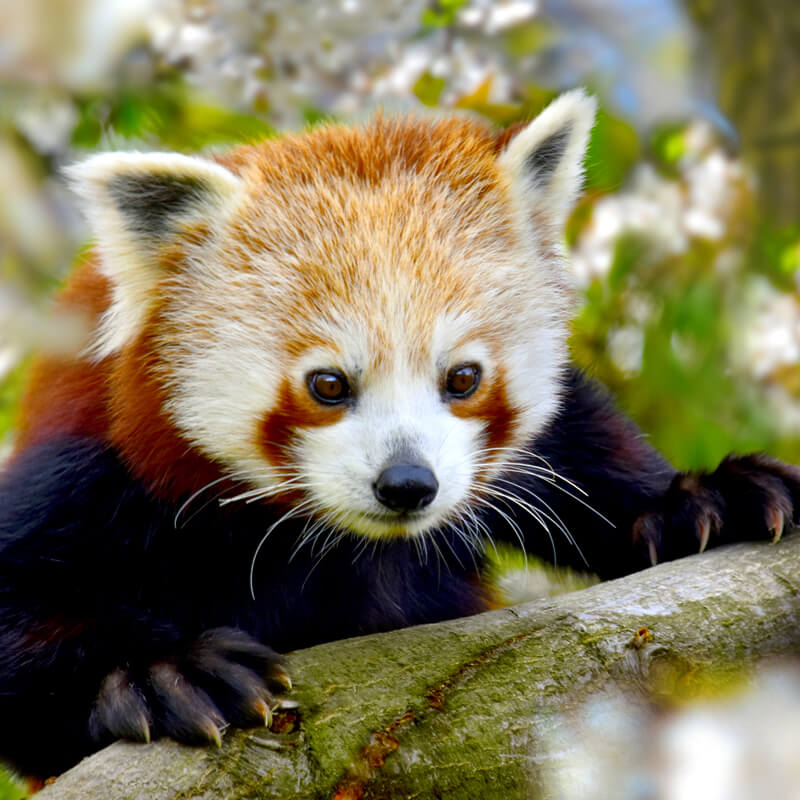 Adopteer de rode panda 
