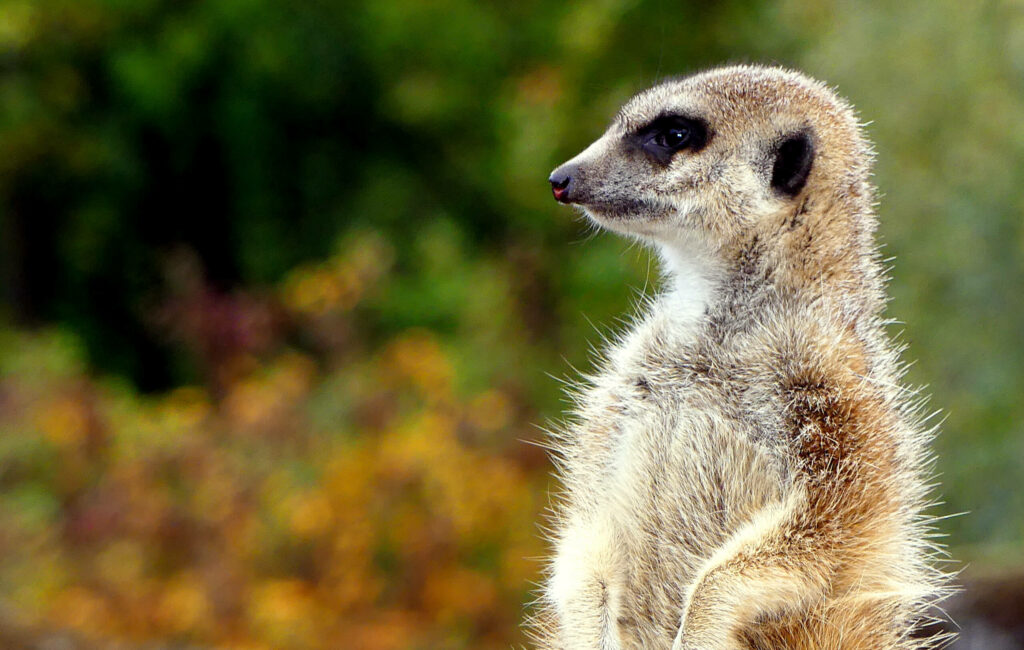 Stokstaart zijkant in GaiaZOO