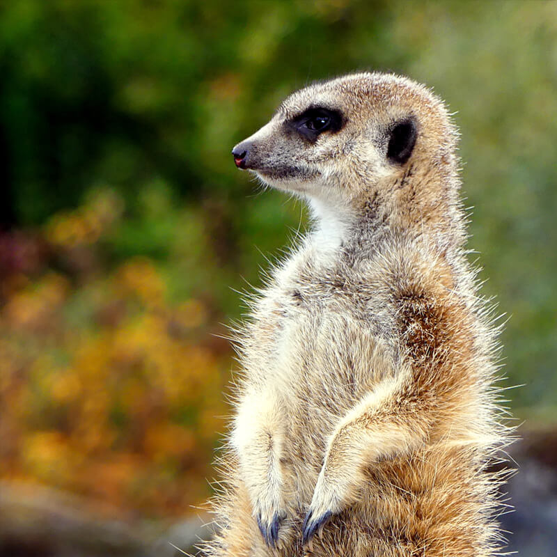 Stokstaart zijkant in GaiaZOO