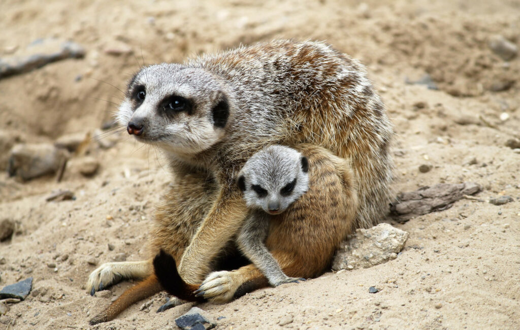 Stokstaart met jong in GaiaZOO