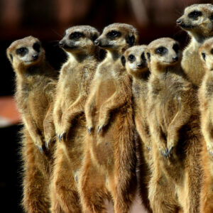 Stokstaarten groep in GaiaZOO