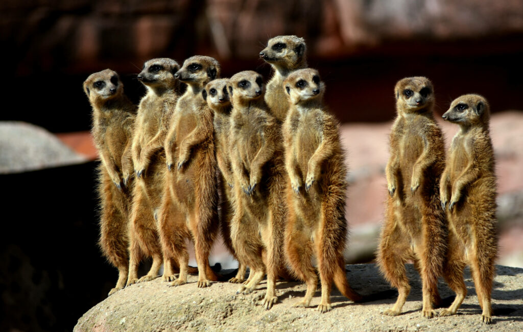 Stokstaarten groep in GaiaZOO