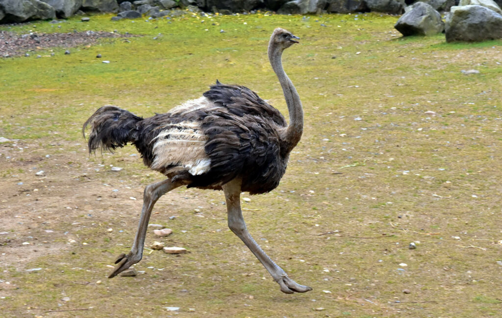 Struisvogel rennend in GaiaZOO