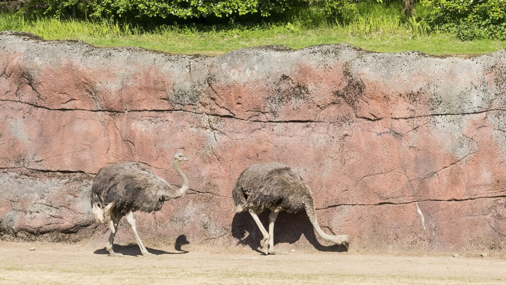 Struisvogels op de savanne in GaiaZOO
