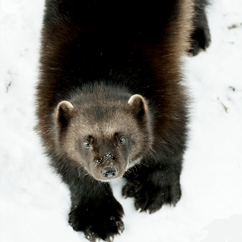 veelvraat in de sneeuw in GaiaZOO