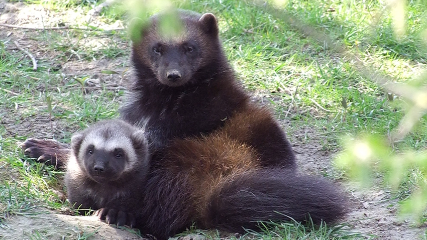 veelvraat met jong in GaiaZOO