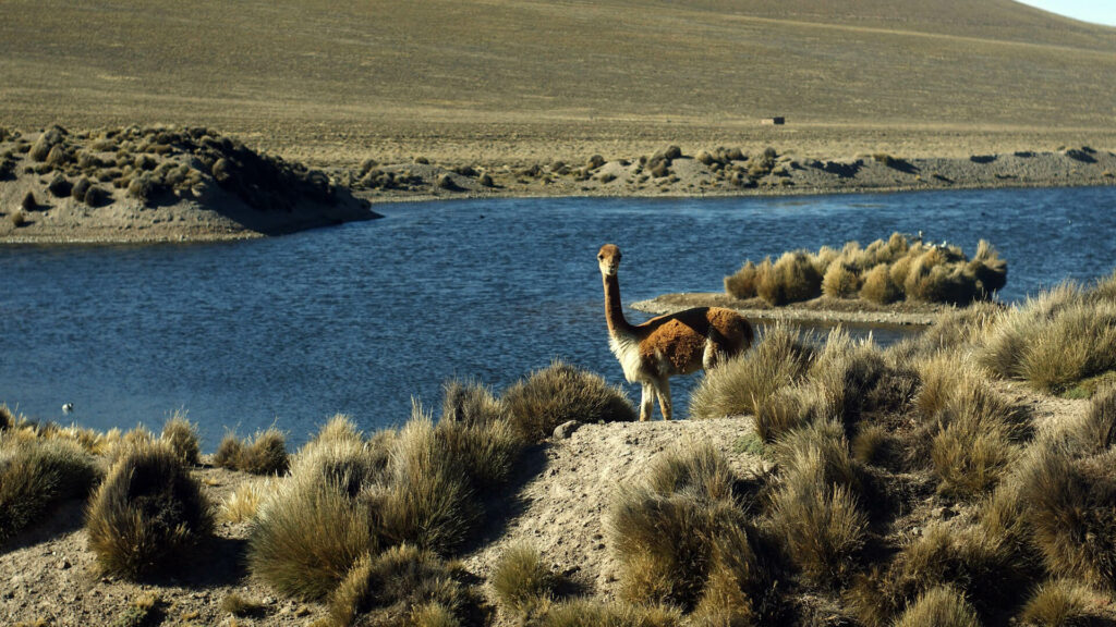 Vicuña in Andes gebergte