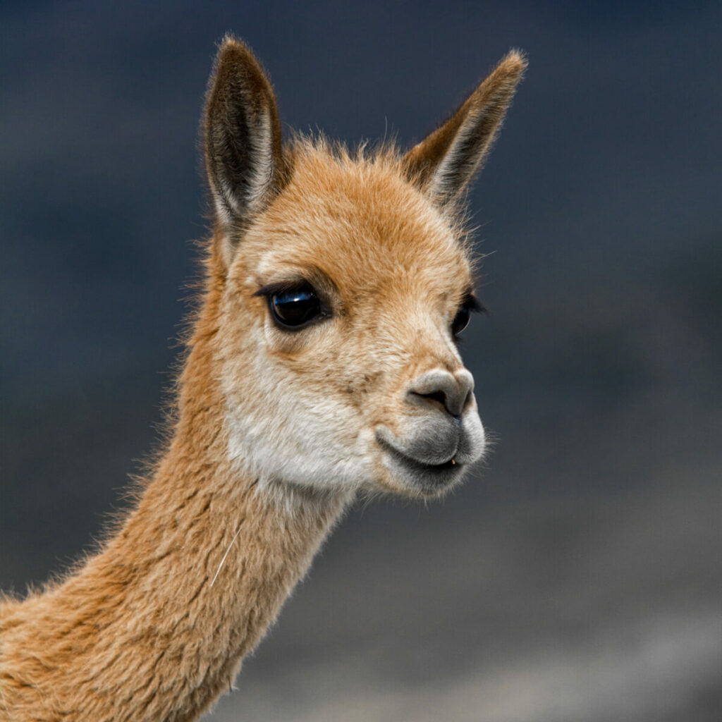 Adopteer de vicuña 