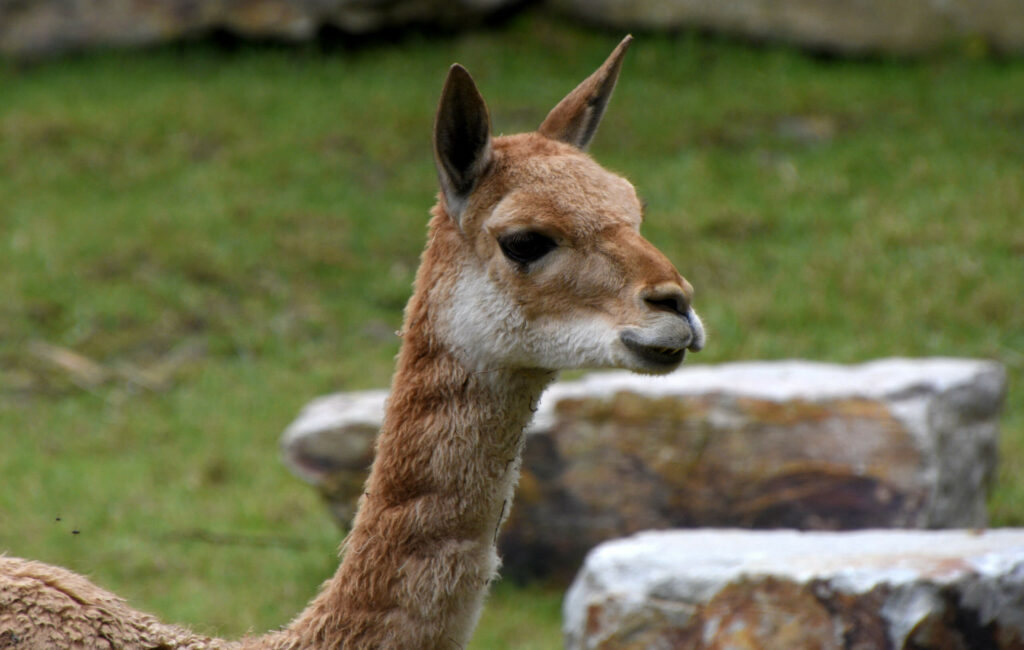Vicuña close-up zijkant