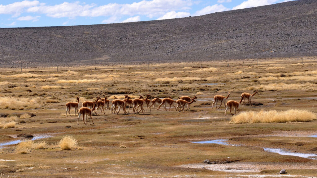 Vicuña in het wild