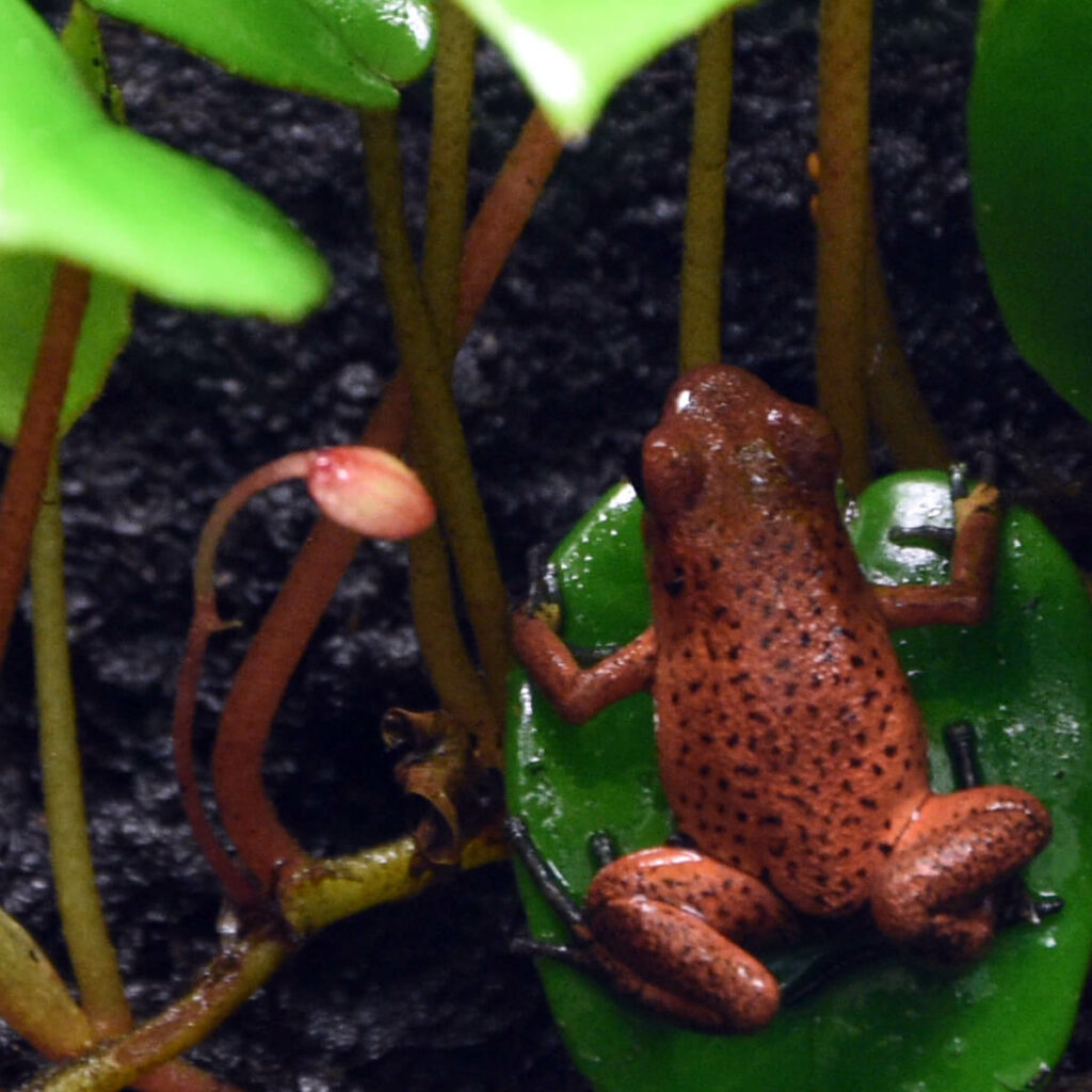 Adopteer de aardbei gifkikker 