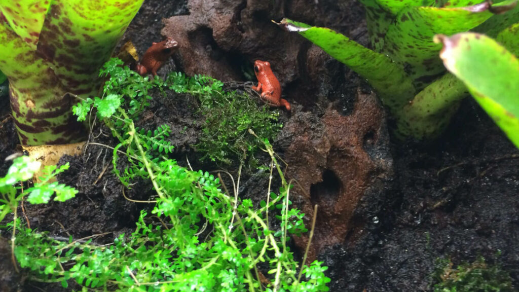 aardbei gifkikker in bromelia in GaiaZOO