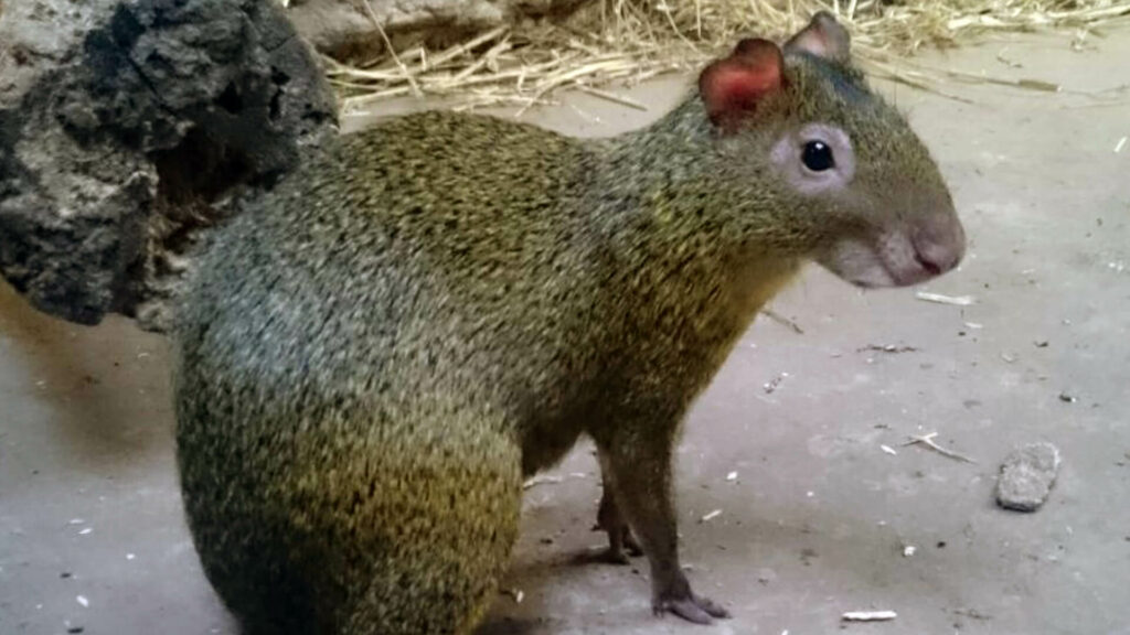 Azara agouti in binnenverblijf in GaiaZOO