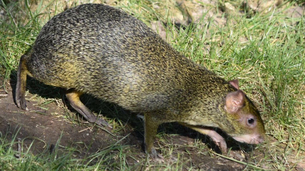 Azara agouti in het gras in GaiaZOO