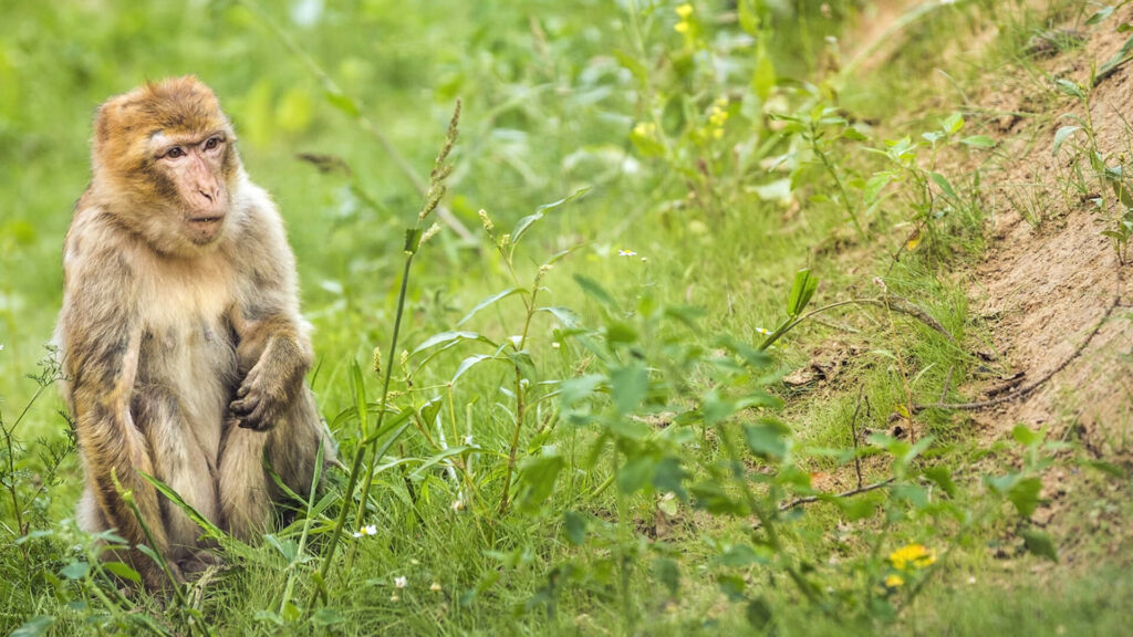 berberaap in het gras in GaiaZOO