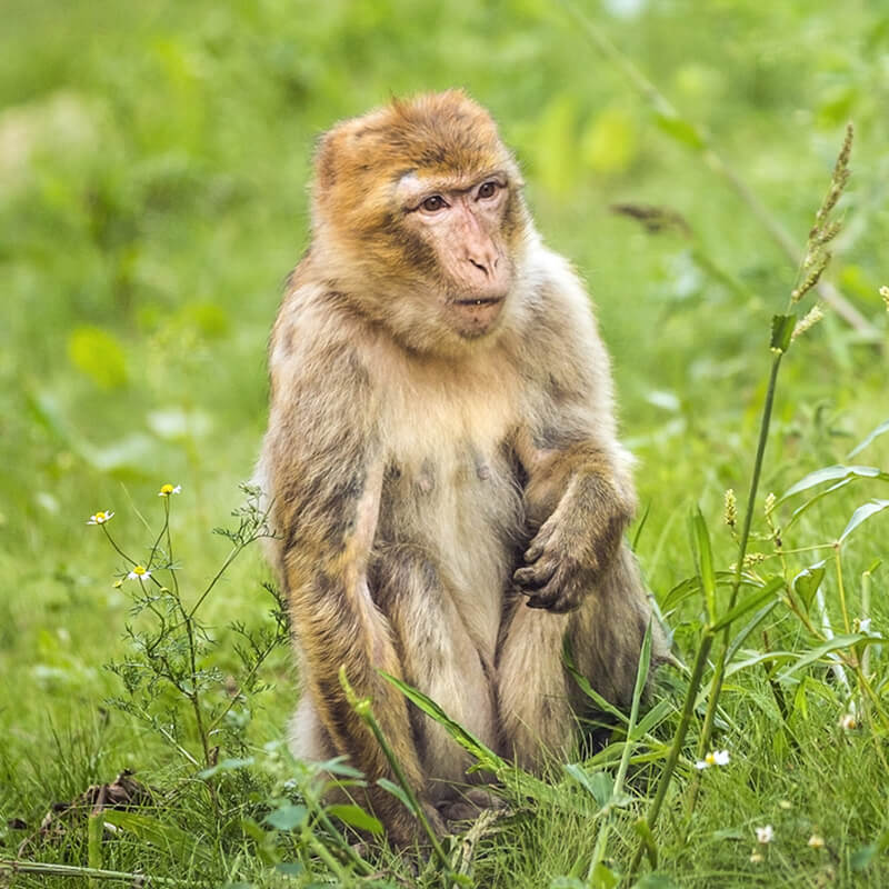 berberaap in het gras in GaiaZOO