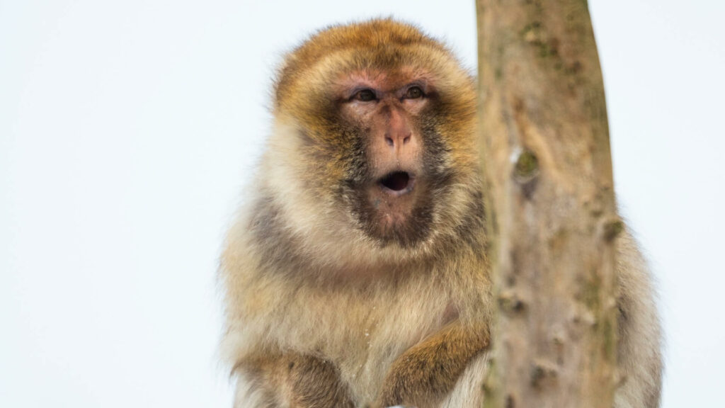 berberaap op boomstam in de winter in GaiaZOO