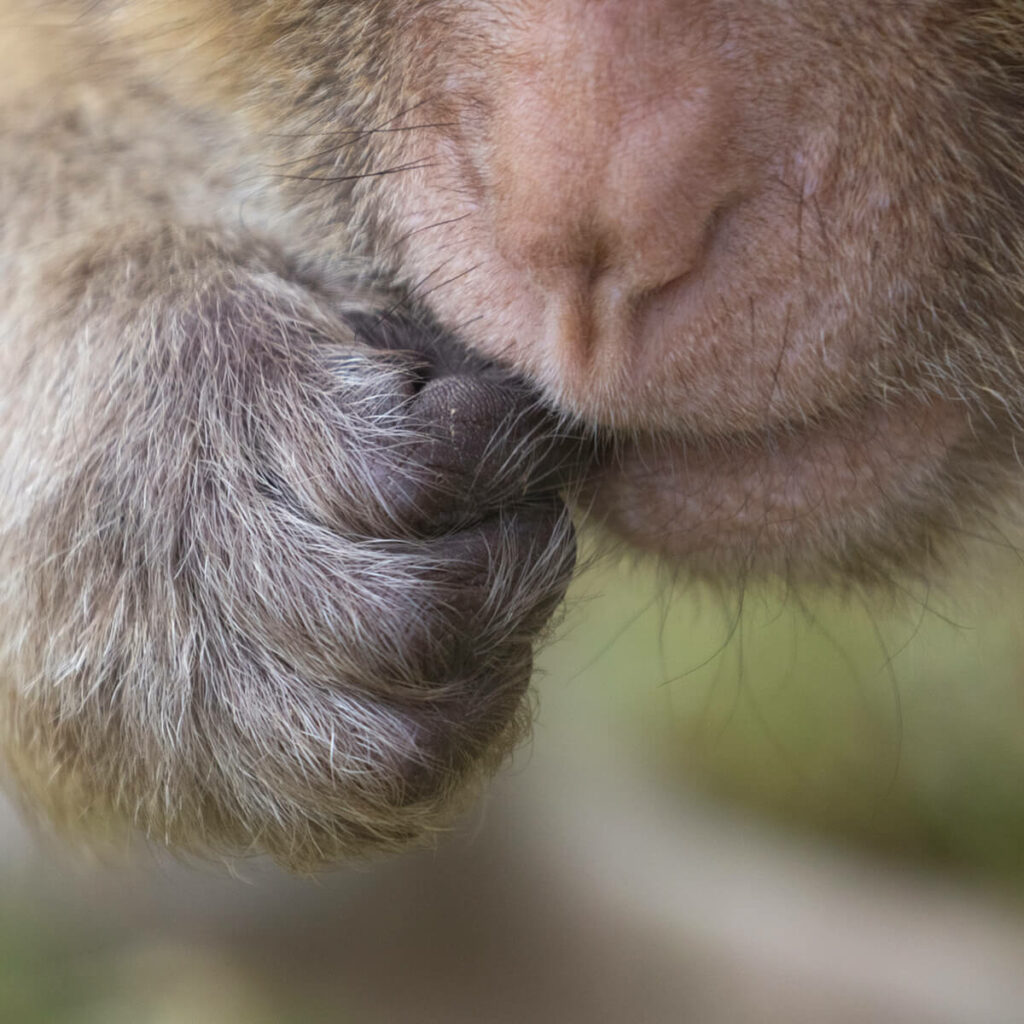 berberaap stopt iets in mond