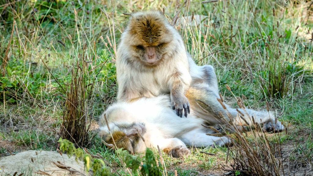berberapen vlooien